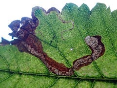 Stigmella lemniscella