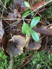 Craterellus tubaeformis