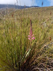 Watsonia fourcadei