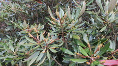 Rhododendron formosanum
