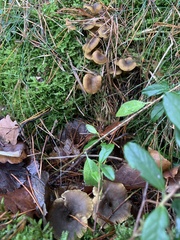Craterellus tubaeformis