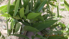 Bolusanthus speciosus