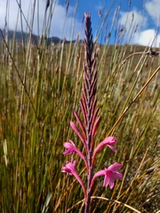Watsonia fourcadei