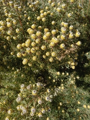 Leucadendron galpinii