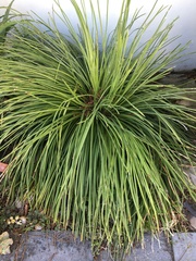 Elegia tectorum