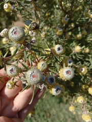 Leucadendron galpinii