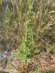Hypericum fasciculatum