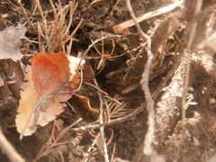 Pisaurina dubia