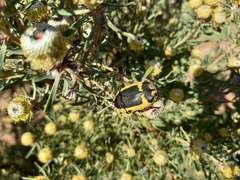 Leucadendron galpinii
