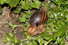 Lissachatina immaculata