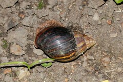 Lissachatina immaculata