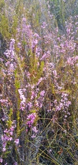 Erica chlamydiflora