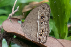 Mycalesis perseoides