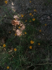 Melampodium linearilobum