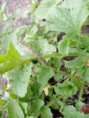 Ascia monuste monuste