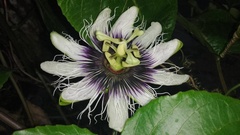 Passiflora edulis flavicarpa