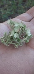 Usnea