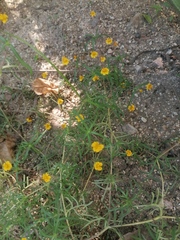 Melampodium linearilobum