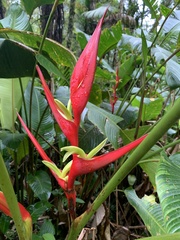 Heliconia bihai