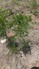 Bolusanthus speciosus