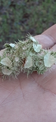 Usnea