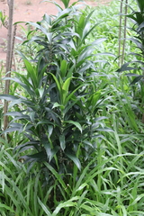 Dracaena angustifolia