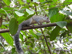 Sciurus yucatanensis