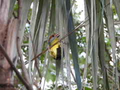 Cyclarhis gujanensis