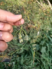Foeniculum vulgare