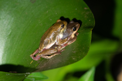 Hyperolius viridiflavus