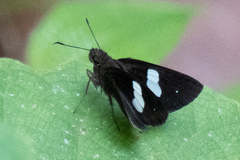 Notocrypta paralysos