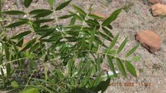 Bolusanthus speciosus
