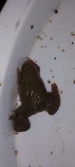 Xenopus laevis