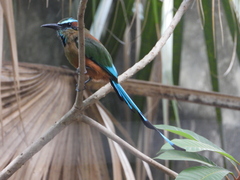 Eumomota superciliosa