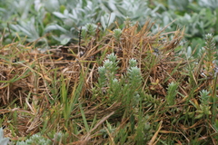 Chenolea diffusa