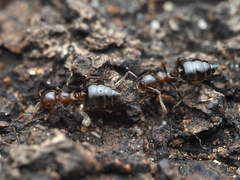 Crematogaster cerasi