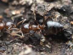 Crematogaster cerasi