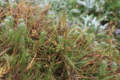 Chenolea diffusa