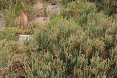 Salicornia littorea