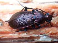 Carabus arvensis