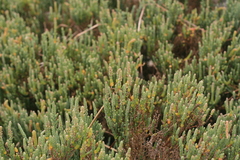 Salicornia littorea
