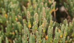 Salicornia littorea