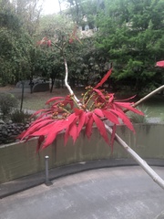 Euphorbia pulcherrima