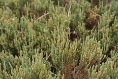 Salicornia littorea