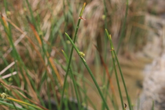 Cyperus laevigatus