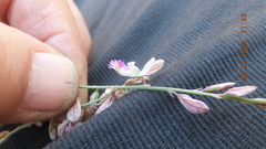 Polygala hottentotta