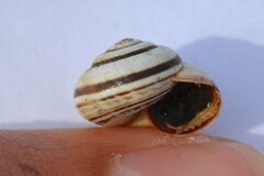 Cernuella virgata