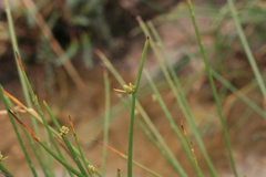 Cyperus laevigatus