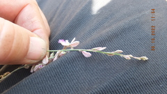 Polygala hottentotta
