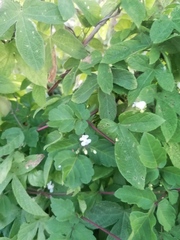 Cardiospermum corindum